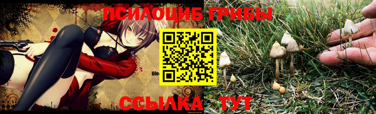 Галлюциногенные грибы Psilocybe Сыктывкар
